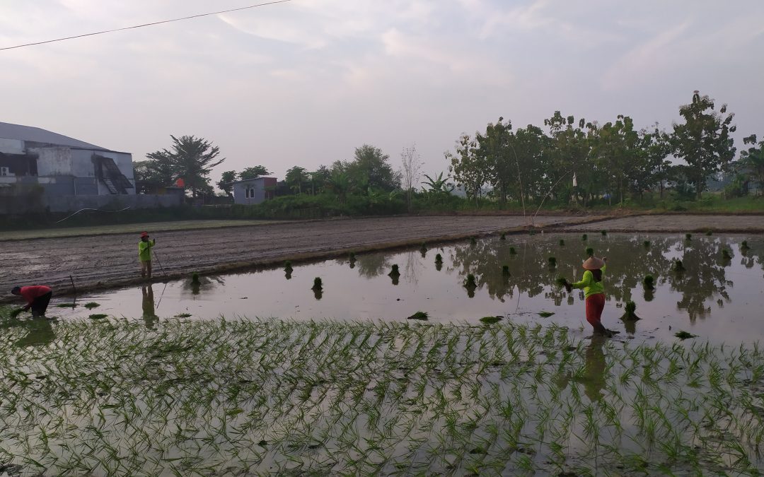 Banyak sekali warga desa yang tidak mengetahui bahwa tanah yang didapatkan dari warisan masih merupapakan tanah GG, akibat kurangnya pengetahuan.